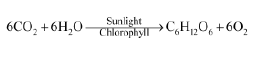 CBSE-Class-12-Biology-photosynthesis-Notes-1