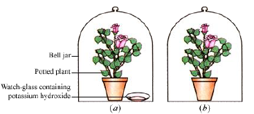 CBSE-Class-12-Biology-photosynthesis-Notes-10