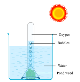CBSE-Class-12-Biology-photosynthesis-Notes-11