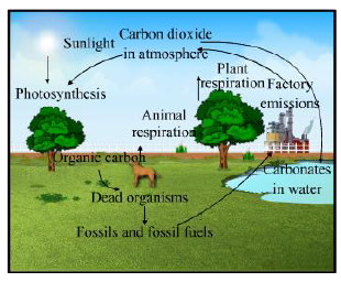 CBSE-Class-12-Biology-photosynthesis-Notes-12
