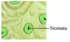 CBSE-Class-12-Biology-photosynthesis-Notes-2
