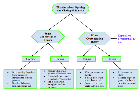 CBSE-Class-12-Biology-photosynthesis-Notes-3