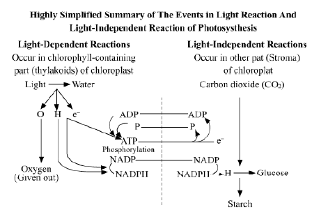 CBSE-Class-12-Biology-photosynthesis-Notes-5