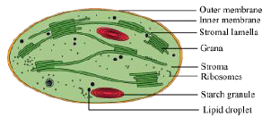 CBSE-Class-12-Biology-photosynthesis-Notes-6