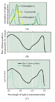 CBSE-Class-12-Biology-photosynthesis-Notes-7