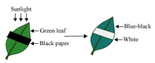 CBSE-Class-12-Biology-photosynthesis-Notes-8