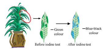 CBSE-Class-12-Biology-photosynthesis-Notes-9