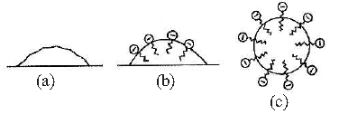 CBSE-Class-12-Chemistry-Surface-Chemistry-Assignment-Set-B-9