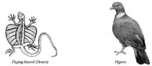 CBSE-Class-9-Biology-Diversity-In-Living-Organisms-Worksheet-Set-D-8