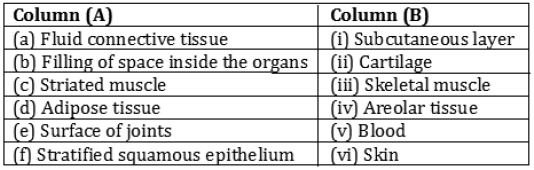CBSE-Class-9-Biology-Tissues-Worksheet-Set-C-2
