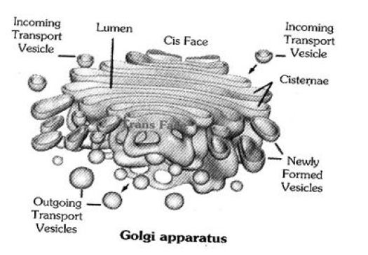 Class-7-Science-Cell-Notes-10
