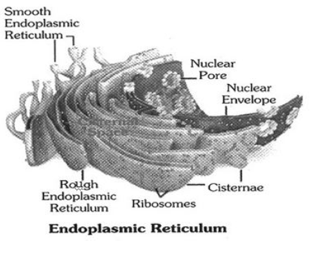 Class-7-Science-Cell-Notes-11