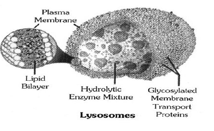 Class-7-Science-Cell-Notes-12