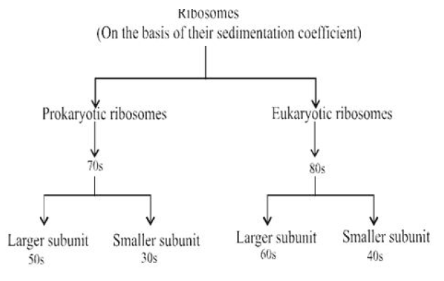 Class-7-Science-Cell-Notes-13