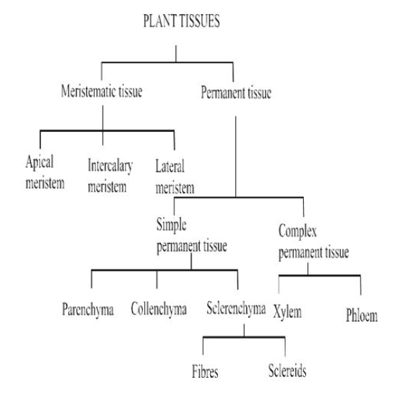 Class-7-Science-Cell-Notes-14