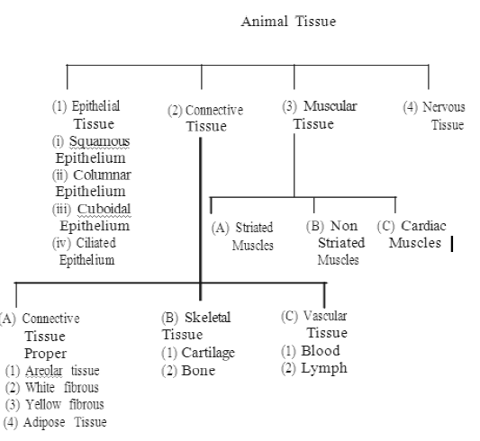 Class-7-Science-Cell-Notes-15