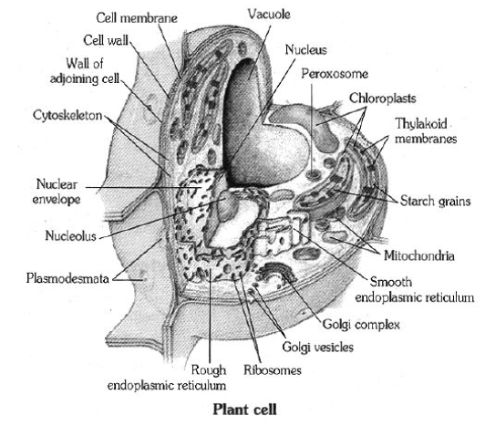 Class-7-Science-Cell-Notes-4