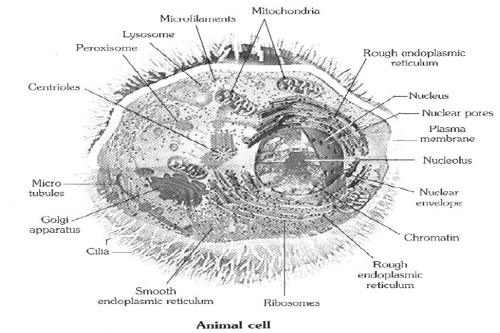 Class-7-Science-Cell-Notes-5
