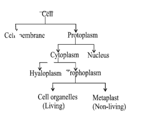 Class-7-Science-Cell-Notes-6