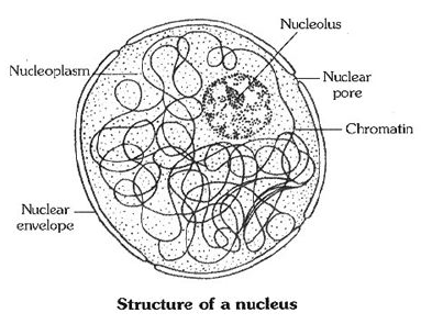 Class-7-Science-Cell-Notes-7