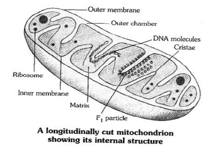 Class-7-Science-Cell-Notes-8