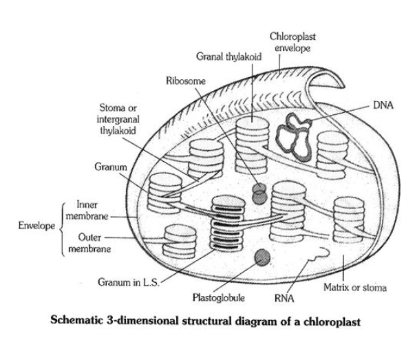 Class-7-Science-Cell-Notes-9