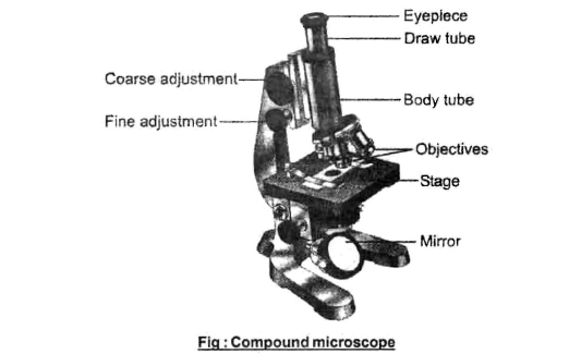 Class-7-Science-Cellular-Level-of-Organisation-Notes-1