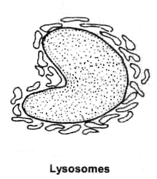 Class-7-Science-Cellular-Level-of-Organisation-Notes-10
