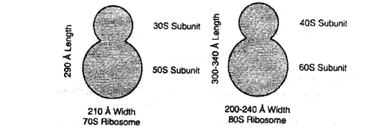 Class-7-Science-Cellular-Level-of-Organisation-Notes-11