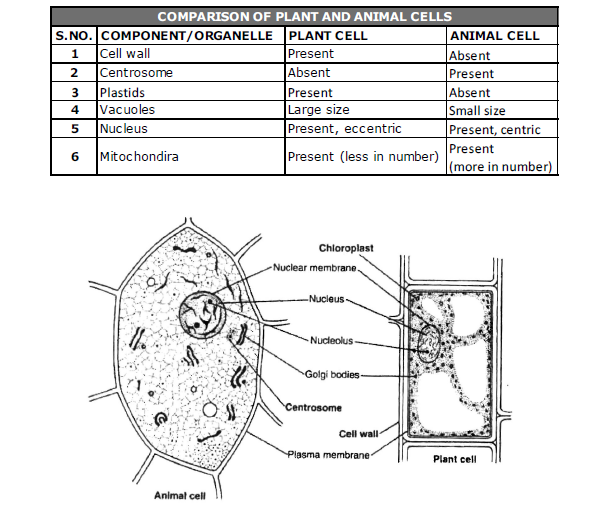 Class-7-Science-Cellular-Level-of-Organisation-Notes-12