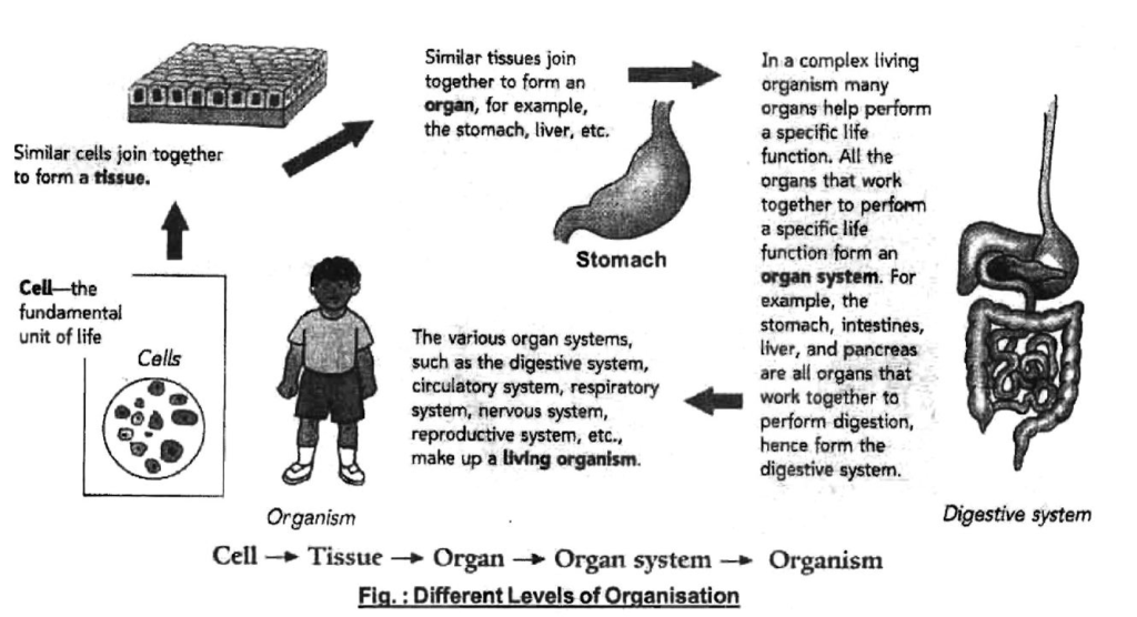 Class-7-Science-Cellular-Level-of-Organisation-Notes-3