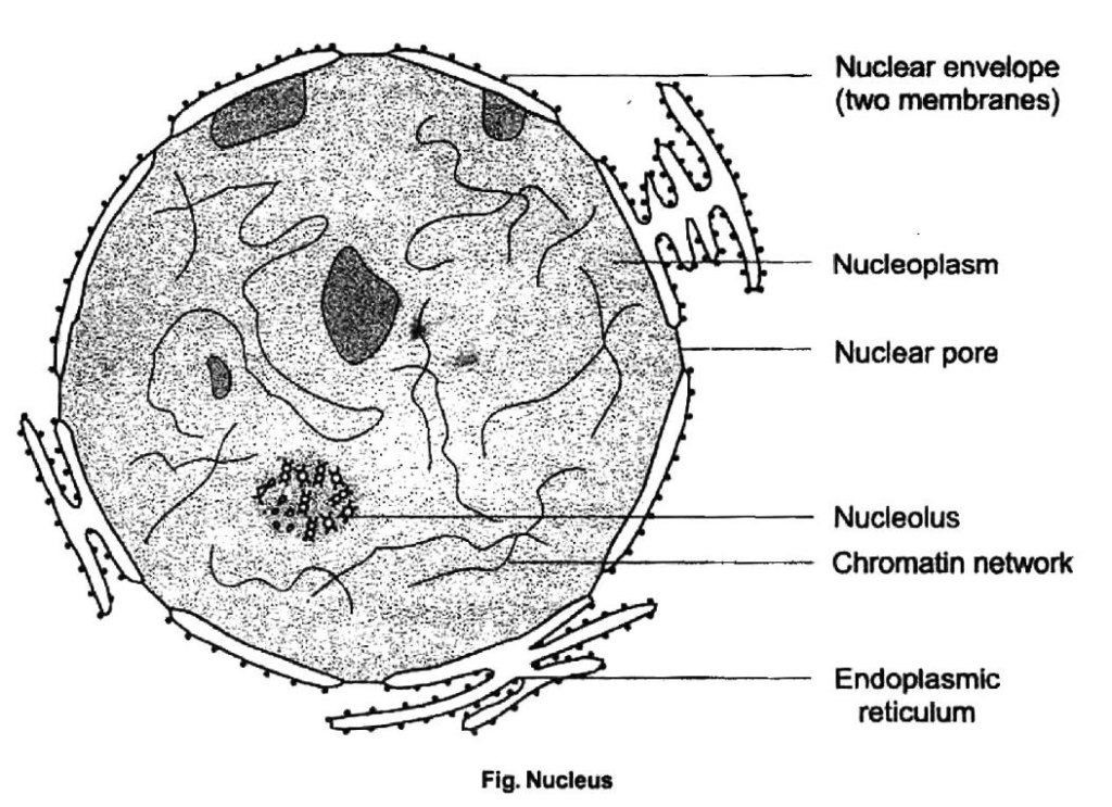 Class-7-Science-Cellular-Level-of-Organisation-Notes-4