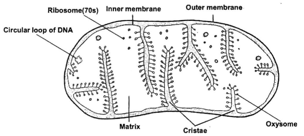 Class-7-Science-Cellular-Level-of-Organisation-Notes-5