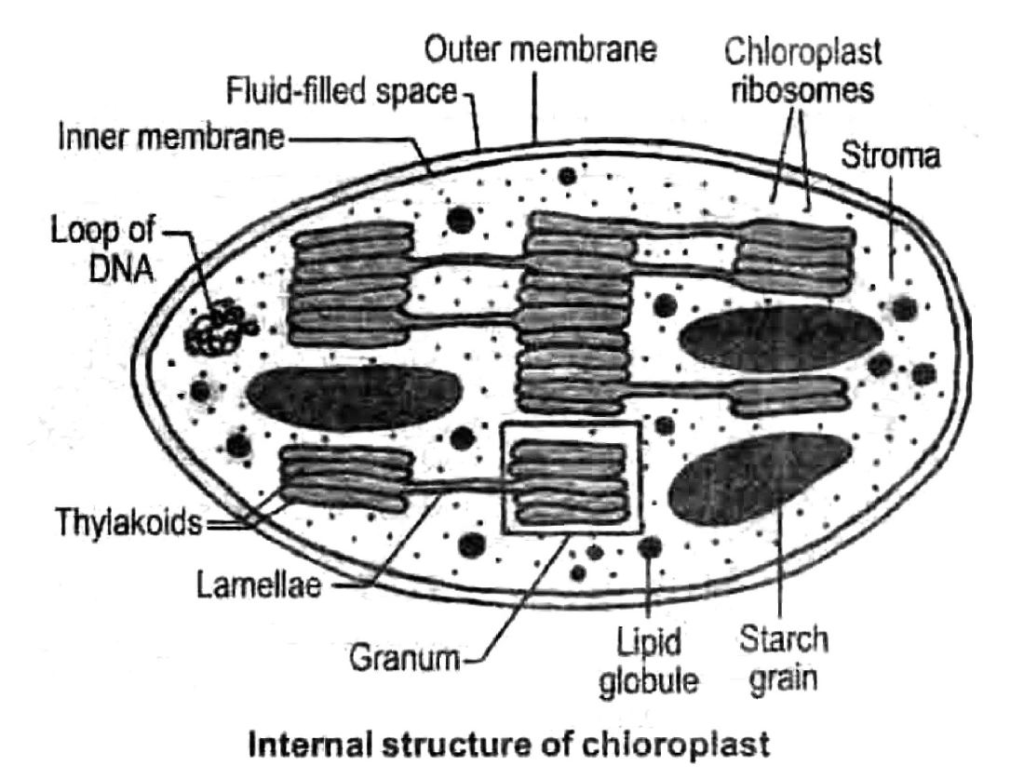 Class-7-Science-Cellular-Level-of-Organisation-Notes-6
