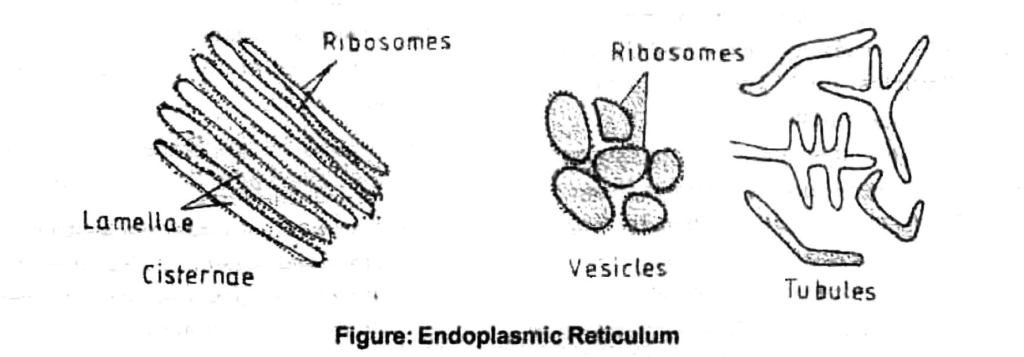 Class-7-Science-Cellular-Level-of-Organisation-Notes-7