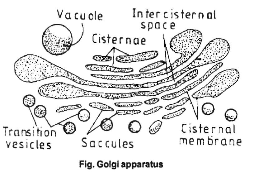 Class-7-Science-Cellular-Level-of-Organisation-Notes-9