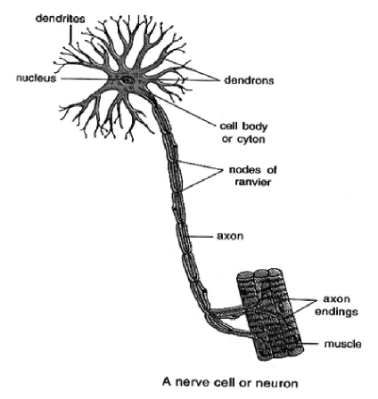 Class-7-Science-Control-And-Coordination-Notes-1