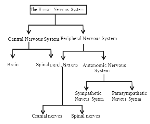 Class-7-Science-Control-And-Coordination-Notes-2