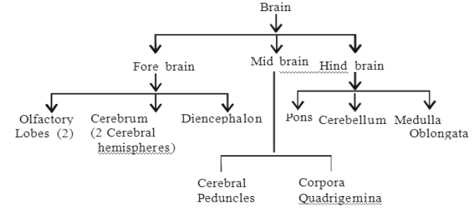 Class-7-Science-Control-And-Coordination-Notes-3