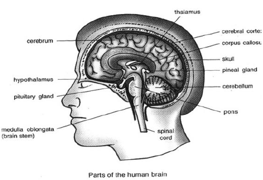 Class-7-Science-Control-And-Coordination-Notes-4