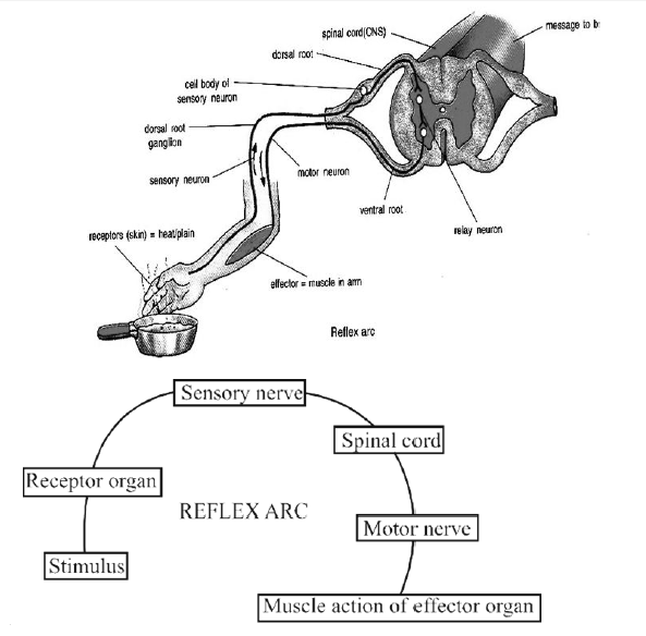 Class-7-Science-Control-And-Coordination-Notes-5