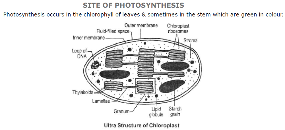 Class-7-Science-Nutrition-in-Plants-Notes-Set-B-2