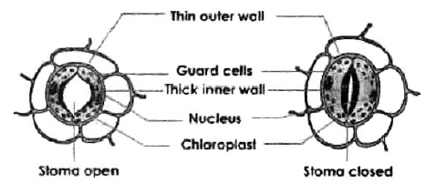 Class-7-Science-Nutrition-in-Plants-Notes-Set-B-3