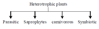 Class-7-Science-Nutrition-in-Plants-Notes-Set-B-4