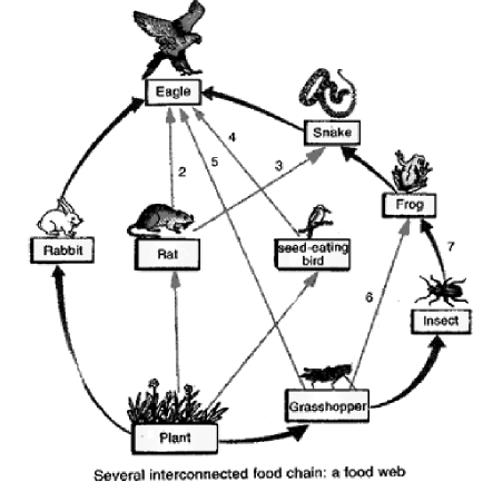 Class-7-Science-Our-Environment-Notes-2