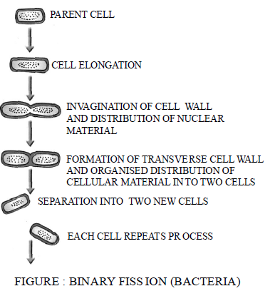 Class-7-Science-Reproduction-in-Plants-Notes-Set-B-1
