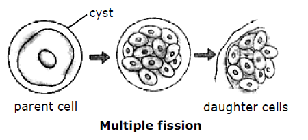 Class-7-Science-Reproduction-in-Plants-Notes-Set-B-2