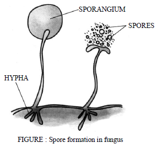 Class-7-Science-Reproduction-in-Plants-Notes-Set-B-3