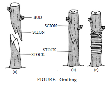 Class-7-Science-Reproduction-in-Plants-Notes-Set-B-5