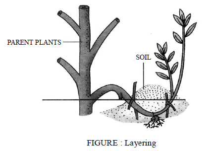 Class-7-Science-Reproduction-in-Plants-Notes-Set-B-6